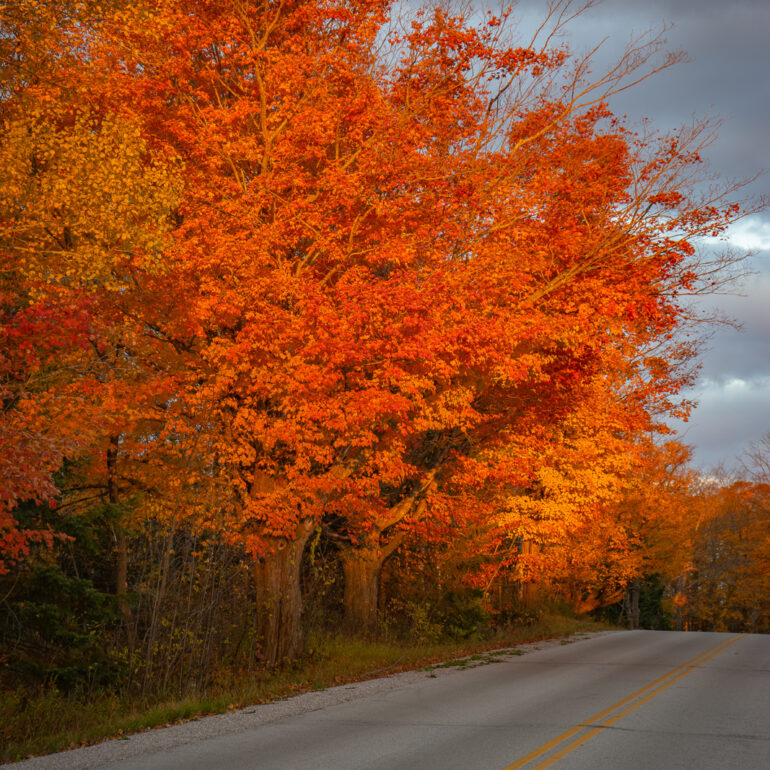 Fall foliage in Northern Wisconsin. The leaves on the trees are bright orange and yellow